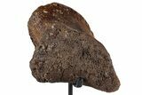 Hadrosaur (Edmontosaurus) Phalanx with Metal Stand - Montana #351947-4